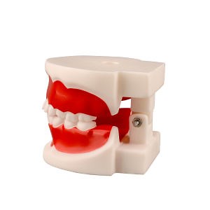 [Hot Item] Dental Standard Teeth Teaching Model Kids Denture Model Tooth Model for Student