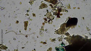 soil microorganisms under the microscope, including, fungi hyphae Stock Video