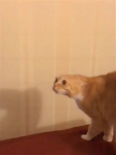 Angry Ginger Cat😾 #funnycats #cute | cat