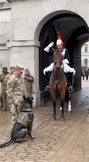 A powerful moment of discipline and mutual respect! Witnessing this highly trained K9 dog giving a perfect salute to the King’s Guard is the most heartwarming thing you’ll see today. It’s incredible to see the bond of service and the level of training that brings these two heroes together. True respect knows no boundaries! 🇬🇧🛡️🐕 #k9unit #kingsguard #militaryrespect #servicedogsofinstagram #LoyaltyAndHonor #ViralMoments #k9training #BritishArmy #disciplineddogs #HeartwarmingMoments | Vomsiriu