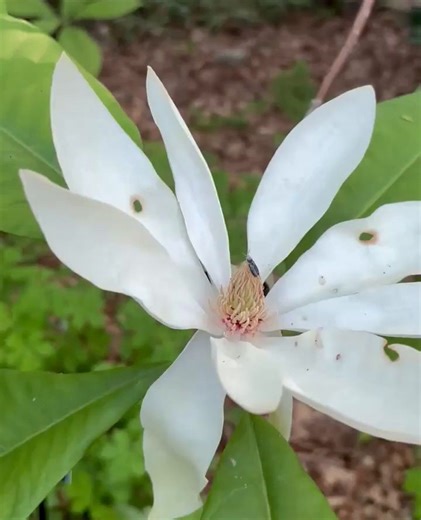 7.4K views · 106 reactions | The click beetle (Elateridae sp.)...