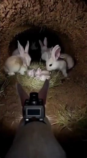 Rabbit POV Camera Inside a Hidden Underground Warren | Realistic Wildlife Experiment