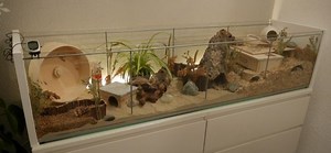 Bydlení křečků :: Chov-krecka