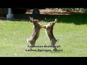 Feldhasen Dreikampf - Laufen, Springen, Boxen