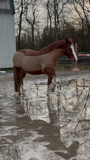 Quicksteps Pony-Tagebuch on Instagram: "Können eure Pferde Tricks? Quickstep kann eigentlich nur spanischen Schritt, beziehungsweise ich habe nie wieder getestet ob er „Turn“ noch kann. Das konnte er nämlich mal, dann dreht er sich um sich selbst. 😁 Tricks beibringen die mit den Beinen zu tun haben finde ich persönlich einfacher, da ich mit der Gerte zeigen kann was ich möchte. Flehmen oder „Lächeln“ kann Herzi auch, einfach weil er es für Leckerlies angeboten hat. 🤪 Ansonsten können beide kei