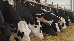 Feeding cows with hay on a dairy farm.