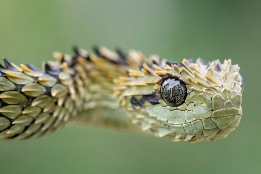 9 weirdest snakes in the world, from flying serpents to spider-tailed vipers. There's even a spiky species that looks more like a dragon... | Discover Wildlife