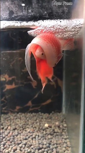 paradise fish mating dance।🐟🐠 #viral #youtubeshorts #shorts #fishtank #aquarium #fishkeeping