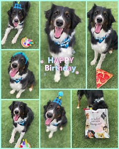 When it's your birthday and you get to pick out your own toys... Jake chose pizza and cake of course! Good Boy Jake! Happy Birthday Handsome! Interested in adopting Jake? https://aussierescuesandiego.org/adopt-dog/ | Aussie Rescue San Diego