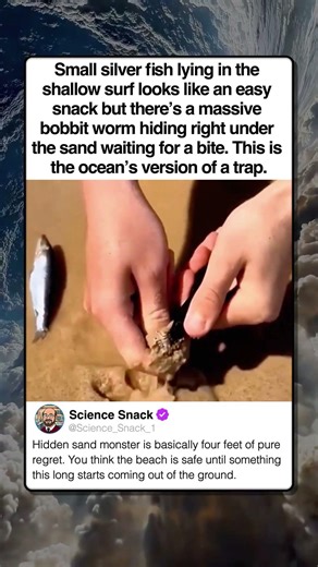 MASSIVE WORM HIDING UNDER THE SAND
