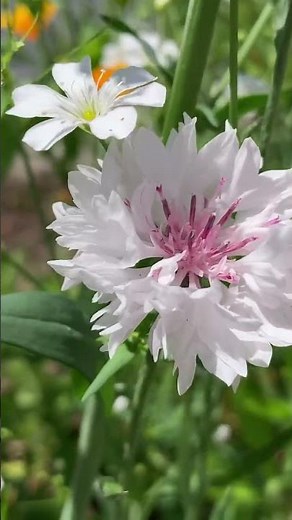 Centaurea Cyanus Flower