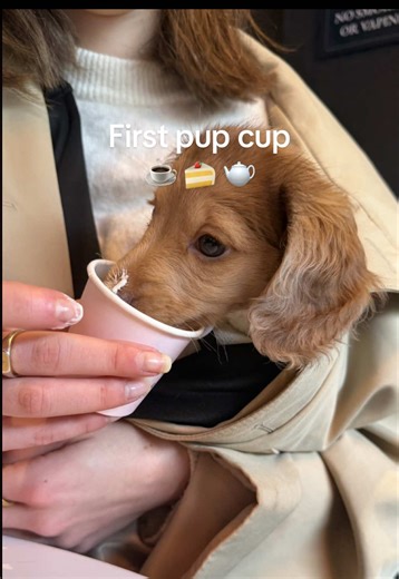 My Dream Date at the Coffee Shop with My Puppy