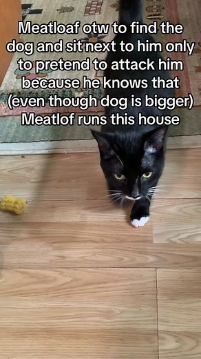 he acts all innocent afterwards too #meatloaf #allhailthemeat #chowchow #scarycat