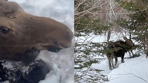 Trapped Moose Saved By Snowmobilers