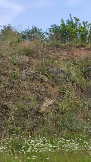 Wild Fox In The Bulgarian Wilderness