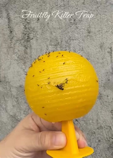 Effective Insect Traps: Fruit Fly and Mosquito Solutions