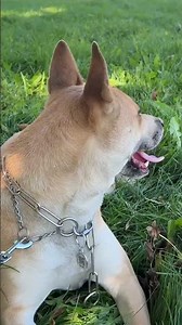 🐶 Vous avez peur que votre chien s’échappe et de ne plus le retrouver ?