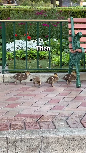 Adorable Disney Ducks Growing Up 🥹🦆