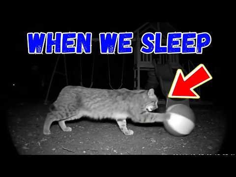 Unbelievable Wildlife Moments: The Ultimate Compilation of Funny and Shocking Animal CCTV Footage