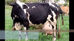 45K views · 476 reactions | ¡Principales razas de ganado lechero! En el Siguiente vídeo podemos ver un listado de las principales razas de ganado lechero y algunos datos extra sobre las mismas. :D | Laboratorios LABIS | Facebook