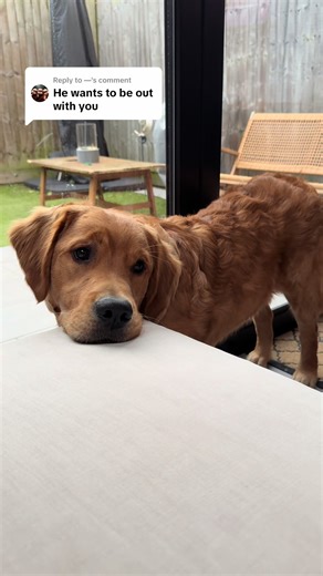 Adorable Golden Retriever Puppy Back By The Door