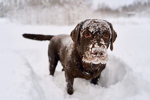 Why Do Dogs Eat Snow?