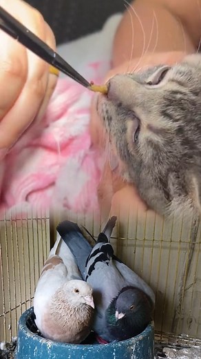 232K views · 2K reactions | cat treatment | Jabed Pet's Gallery | Facebook