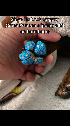 Why are they so cute tho?! 🥰 #dachshund #dogs #dogpaws #ween #dachshundsoftiktok