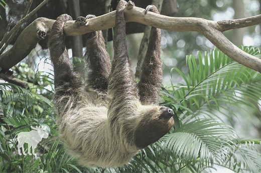 What Layer Of The Rainforest Does The Sloth Live In? — Forest Wildlife