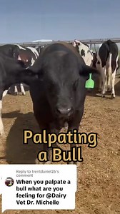 1.6K views · 20 reactions | Palpating cattle during an exam usually happens when checking a pregnant female. When palpating a bull, I’m mostly checking accessory sex glands, but I can feel other organs as well! #dairy #cow #bull #palpation #exam #dairydoc #dairykind | Dairy Doc | Facebook