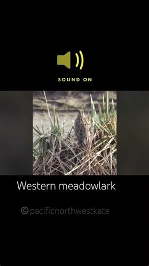 Sound up 🎶❤️🎶 western meadowlark singing in the grass Delta BC 🇨🇦