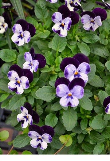 Explore Green Thumb Nursery for Your Gardening Needs