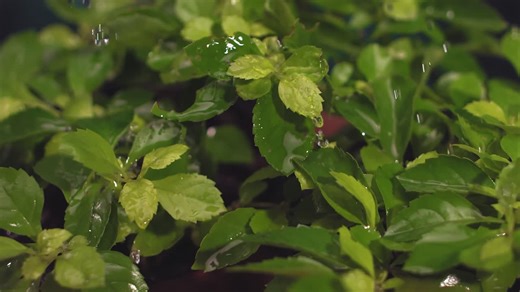 Water Flowing Over Green Leaves - Free Stock Video