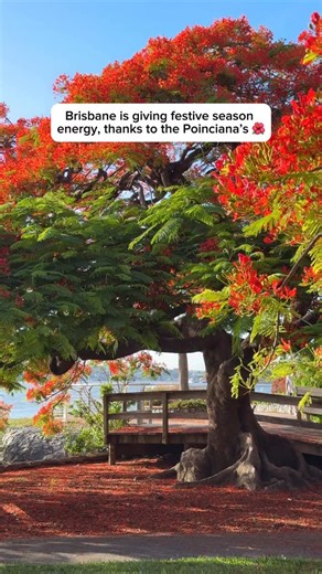 Queensland on Instagram: "Brisbane’s annual “red carpet” has officially rolled out! 🌺🌿✨ Brisbane’s Poinciana trees are showing off again and their red canopies are almost impossible to miss. Wander riverside paths and heritage suburbs around Brisbane to see the blooming trees for yourself. 📍Newstead Park – @visitbrisbane #QueenslandHolidayFeeling #ThisIsQueensland #SeeAustralia #VisitBrisbane #Spring"