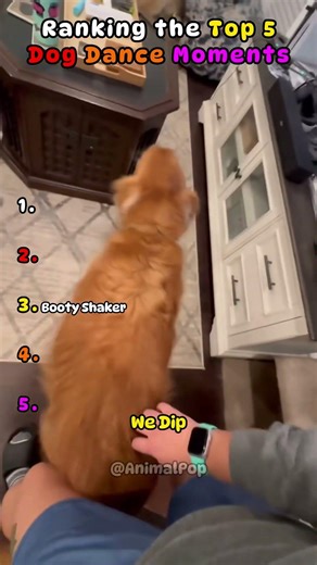 Most Amazing Dog Dance Videos