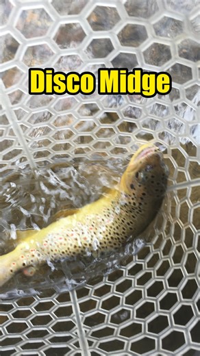 Adam Lafferty | Fly Tyer & Angler on Instagram: "Midge patterns are always a great choice to fish. They are always in the water and hatch year round so fish of all sizes are used to seeing them float by. Flies like this Disco Midge really use some proven materials to make sure your fly gets all the attention. Fly Tying Materials: Hook: Fulling Mill FM 5120 size 20 Bead: Killer Caddis Glass Bead Crystal Pearl (TR) Transparent size Midge Thread: 70 Denier Fluorescent Pink Body: Pearlescent Tinsel 