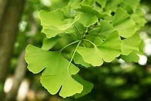 Ginkgo Tree (male) | Gingko Biloba | Maidenhair Tree | 3 Gallon Tree | Assorted Sizes - Etsy