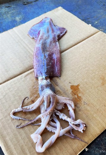 Giant squid clean and cook #fyp #catchcleanandcook #beardedfisherman #fishing #fish
