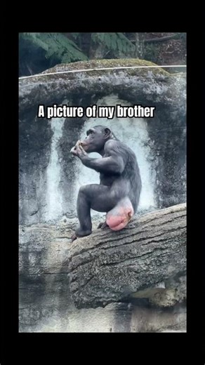 The monkey ate his own 💩#shorts