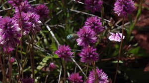 We’re buzzing with excitement to share this bee-autiful footage of a Blue-banded Bee this #WorldBeeDay! 🐝 There are eleven species of described Blue-banded Bee, ranging in size from 8-14mm, found across Australia. Also known as Long-tongued Bees, these little native pollinators can be identified by the pale opalescent blue stripes on their abdomen – five for males and four for females. The species has a unique way of releasing pollen, relying on a method called sonication or buzz pollination – 