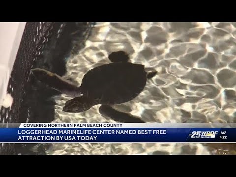Loggerhead Marinelife Center wins Best Free Attraction second year in a row