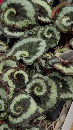 Rex Begonia Escargot Spiral Variety - Now Available!