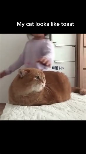 Toast Cats Compilation 🐱🍞 | Cute & Funny Cat Moments!”