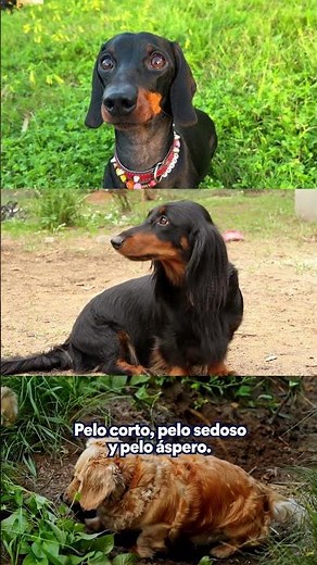 Hoy celebramos a los increíbles Perros Salchicha.🐾
