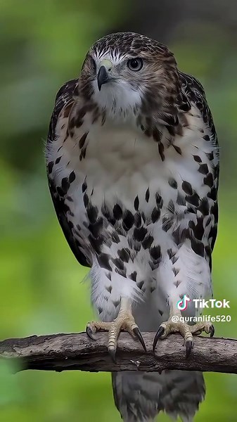 Majestic Eagles: Lifestyle, Meals & Fun