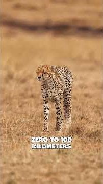 Top 5 Fastest Animals in the World (You Won’t Believe #1!) 🐆⚡.