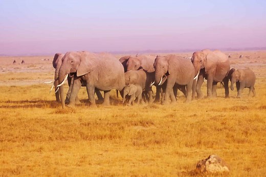 The Science Behind the Incredible Long-Term Memory of Elephants