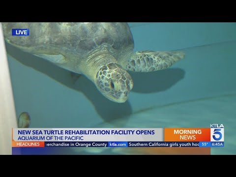 New sea turtle rehabilitation facility opens