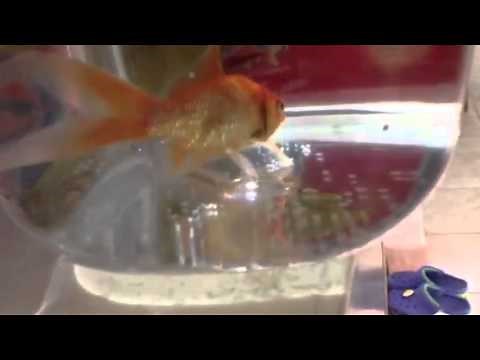 Koi/goldfish giving birth