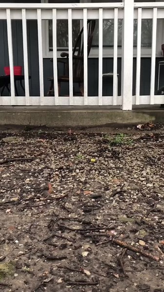 can we all just appreciate a domestic duck every once in a while? 🦢🪶🦆